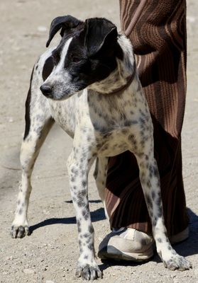 Candy, Bodeguero Andaluz - Mix - Hündin