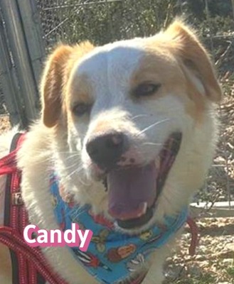 Candy, Mischling - Hündin