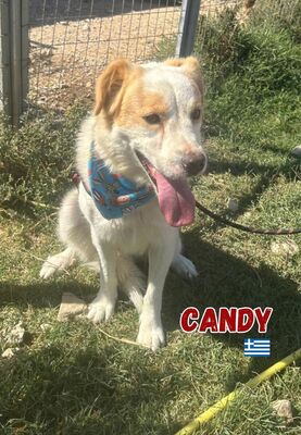 Candy, Mischling - Hündin
