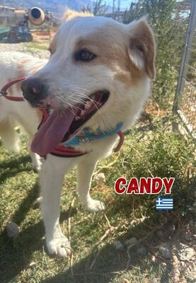 Candy, Mischling - Hündin