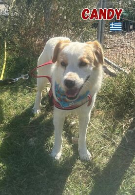 Candy, Mischling - Hündin
