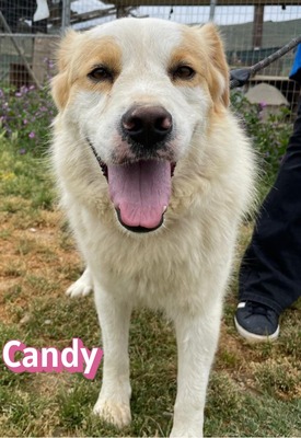Candy, Mischling - Hündin