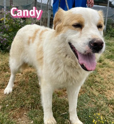 Candy, Mischling - Hündin