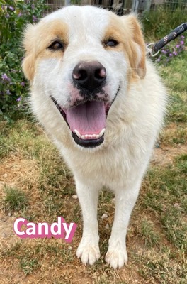 Candy, Mischling - Hündin