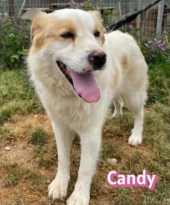 Candy, Mischling - Hündin