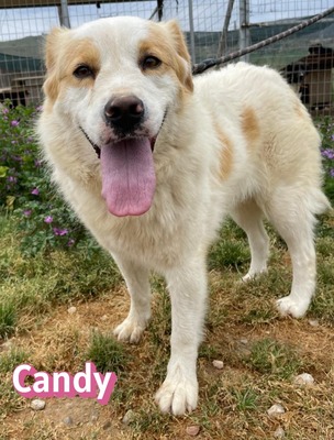 Candy, Mischling - Hündin