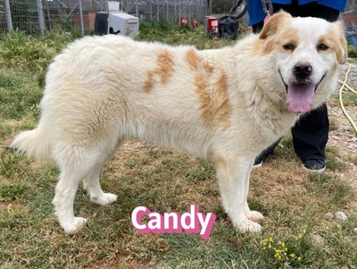 Candy, Mischling - Hündin