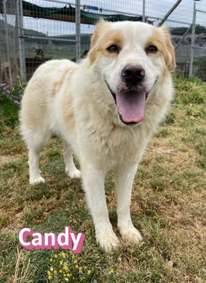 Candy, Mischling - Hündin