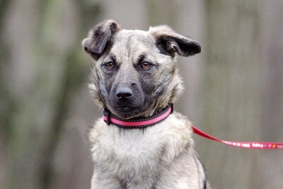 Candy, Mischling Welpen - Hündin