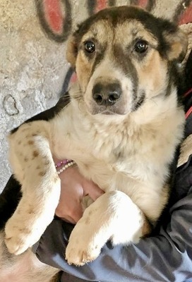 Candy, Mix - Hündin