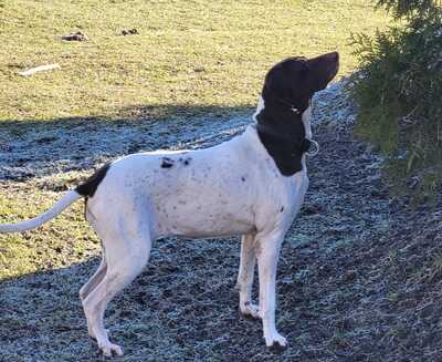 Candy, Pointer Mischling - Hündin