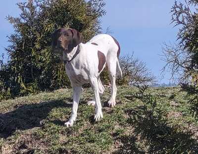 Candy, Pointer Mischling - Hündin