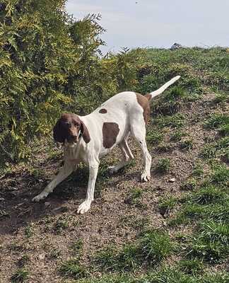 Candy, Pointer Mischling - Hündin