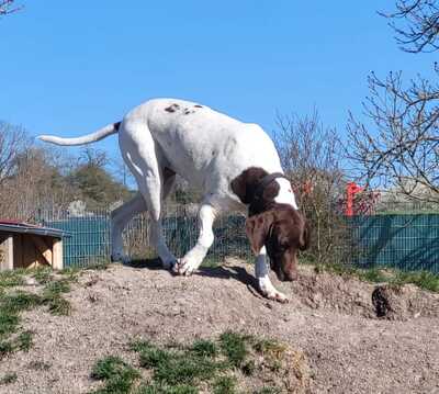Candy, Pointer Mischling - Hündin