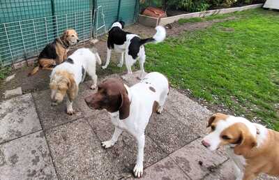 Candy, Pointer Mischling - Hündin