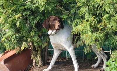 Candy, Pointer Mischling - Hündin