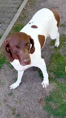 Candy, Pointer Mischling - Hündin