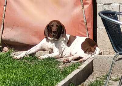 Candy, Pointer Mischling - Hündin