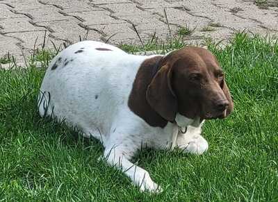 Candy, Pointer Mischling - Hündin