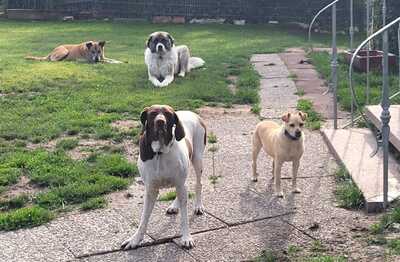 Candy, Pointer Mischling - Hündin