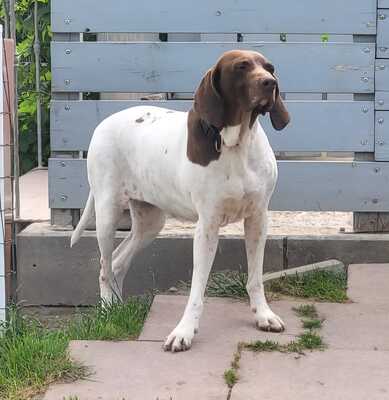 Candy, Pointer Mischling - Hündin