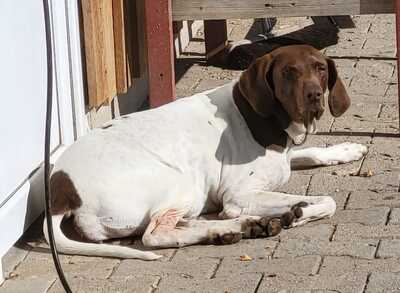 Candy, Pointer Mischling - Hündin