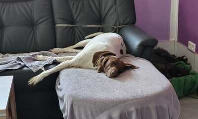 Candy, Pointer Mischling - Hündin