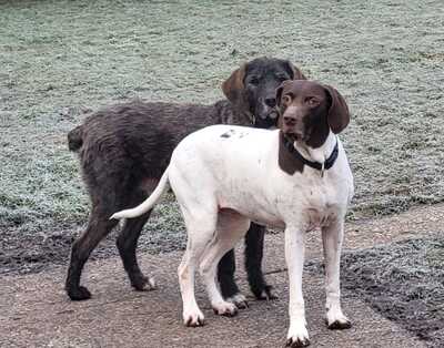 Candy, Pointer Mischling - Hündin