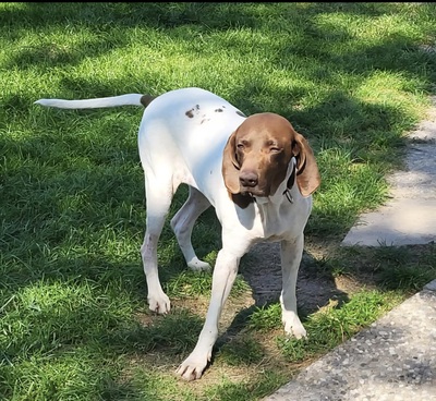 Candy, Pointer Mischling - Hündin