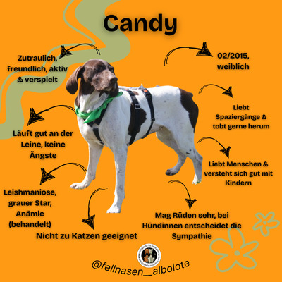 Candy, Pointer Mischling - Hündin