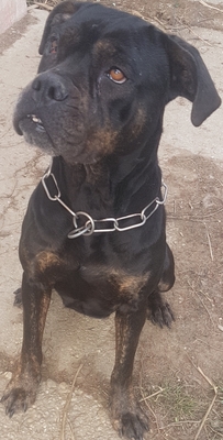 Cane-Corso - Hündin