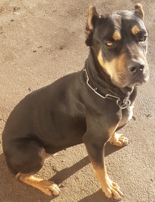 Cane Corso - Hündin