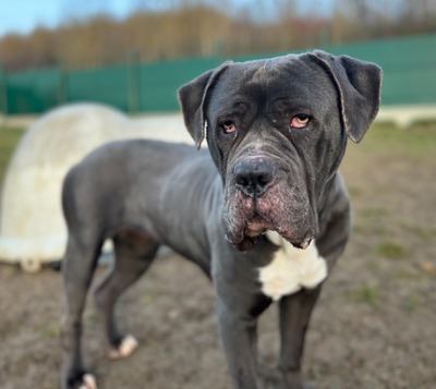 , Cane Corso - Hündin