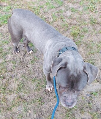 , Cane Corso - Hündin