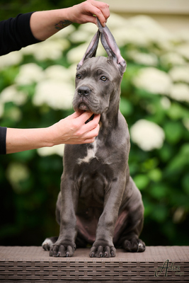 Cane Corso Italiano Hündin, Cane Corso Welpen - Hündin