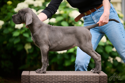 Cane Corso Italiano Hündin, Cane Corso Welpen - Hündin