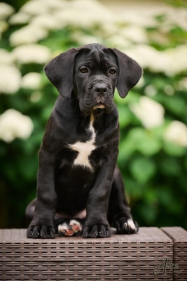 Cane Corso Italiano Rüde, Cane Corso Welpen - Rüde 1