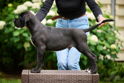 Cane Corso Italiano Rüde, Cane Corso Welpen - Rüde