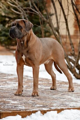 Cane Corso Italiano Rüde, Cane Corso Welpen - Rüde