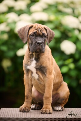 Cane Corso Italiano Rüde, Cane Corso Welpen - Rüde 1