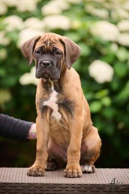 Cane Corso Italiano Rüde, Cane Corso Welpen - Rüde