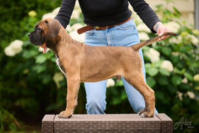 Cane Corso Italiano Rüde, Cane Corso Welpen - Rüde