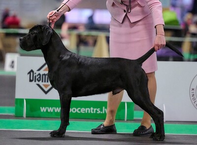 Cane Corso Italiano Rüde, Cane Corso Welpen - Rüde 1