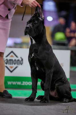 Cane Corso Italiano Rüde, Cane Corso Welpen - Rüde