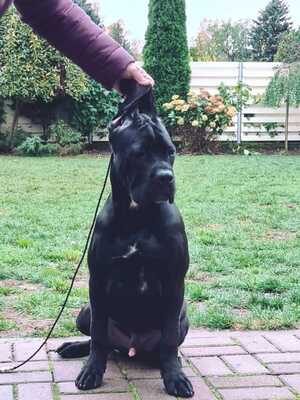 Cane Corso Italiano Rüde, Cane Corso Welpen - Rüde