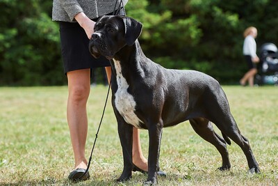 Cane Corso Italiano Rüde, Cane Corso Welpen - Rüde