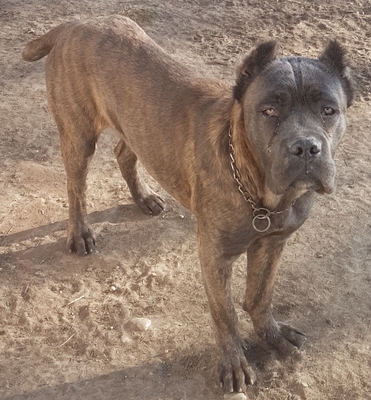 Cane Corso - Rüde