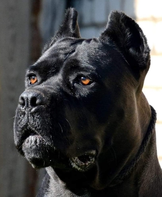 Cane Corso - Rüde