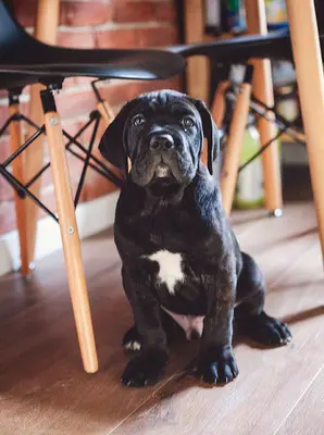 Cane Corso Welpen, Cane Corso Welpen - Hündin