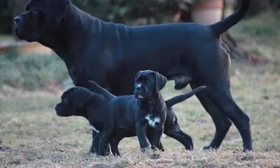 Cane Corso Welpen, Cane Corso Welpen - Hündin